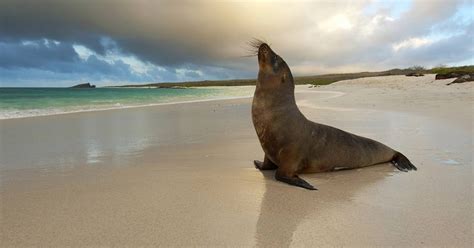 Seal On Beach Wallpaper