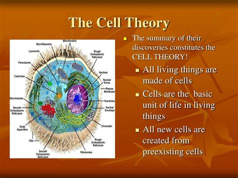 Ppt Cell Structure And Fxn Powerpoint Presentation Free Download