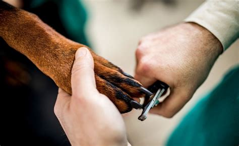 How to Restrain a Large Dog for Nail Clipping | PetStruggles