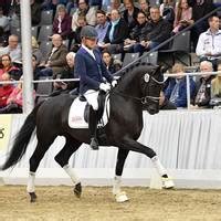 Der vater ist der hengst baggio aus dem gestüt sprehe, aus der mutter gibt es bereits bewährte nachzucht! Mykonos - Gestüt Sprehe