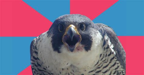The Millennial Falcon A Brief Resurgence Of Advice Animal Memes