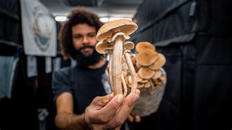 The Journey From Mycelium To Mushrooms On An Urban Mushroom Farm