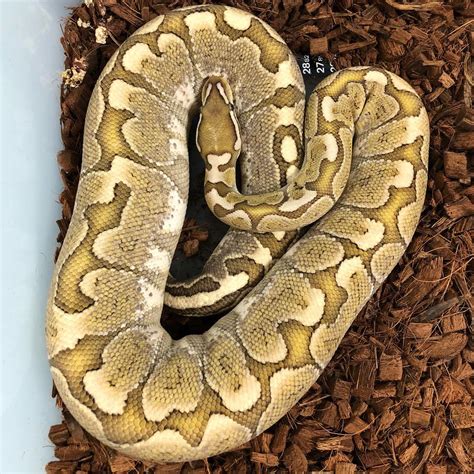 Pastel Bamboo Ball Python V Reptiles