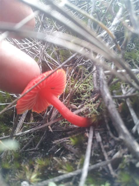 Red Mushroom Vic Australia Mushroom Hunting And Identification