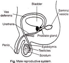 Male Reproductive System Diagram Labeled Pictures Reproductive System Male Diagram Bodenfwasu