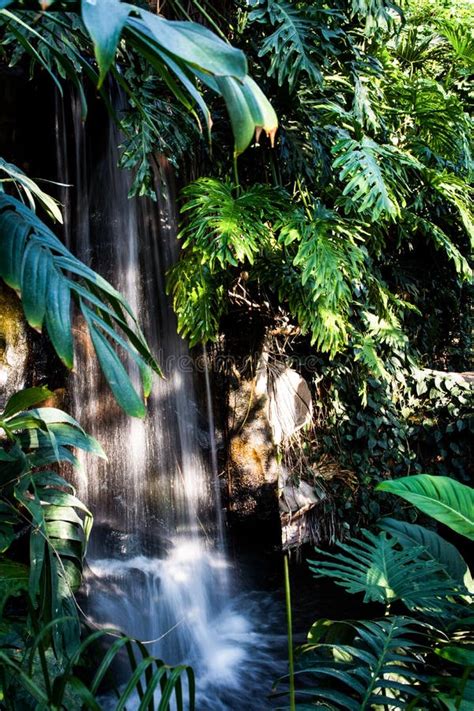 Waterfall Jungle Plants Flowing Water Rocks Stock Photo Image Of