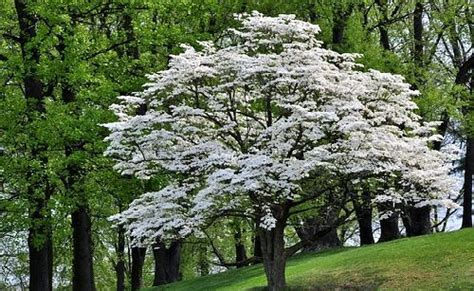 North Carolina Flowering Trees Good Group Chronicle Pictures Gallery