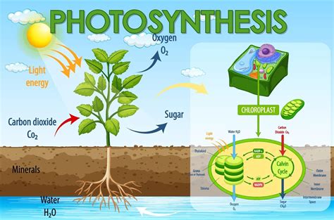 Diagrama Que Muestra El Proceso De Fotosíntesis En Planta 2189183