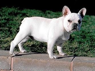 French bulldog the institute of canine biology. Canine Coat and Nose Color Test (Code: C128) | Genetic ...