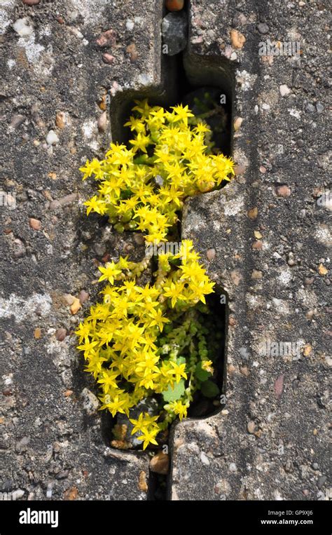 Yellow Flower In Gap In Stone Stock Photo Alamy