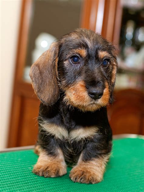 Favolosa cucciolata di bassotto nano nata in ambiente familiare 90 giorni fa, si cede munita di documentazione sanitaria attestante: Cuccioli bassotto nano/kaninchen pelo duro Roma