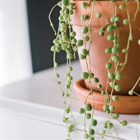 String Of Pearls Plant Care And Growing Guide