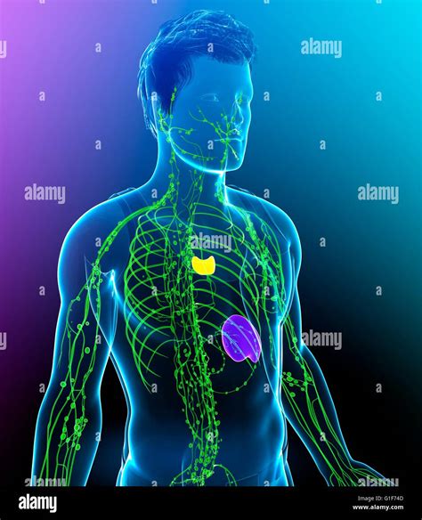 Human Lymphatic System Illustration Stock Photo Alamy