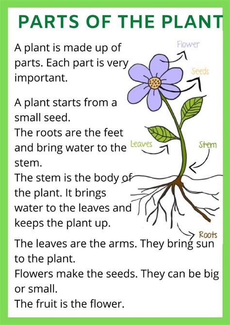 Parts Of A Plant Interactive And Downloadable Worksheet You Can Do The