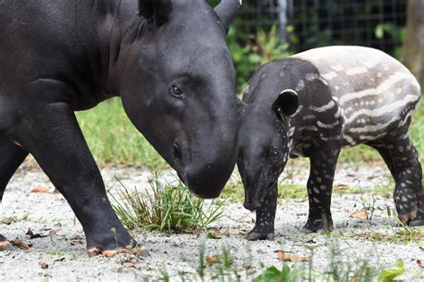 Add a bio, trivia, and more. Tapirs of Malaysia: a neglected pride | The ASEAN Post