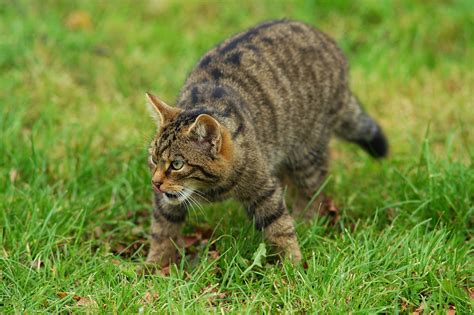 Scottish Government Launches Plan To Save The Wildcat Walkhighlands