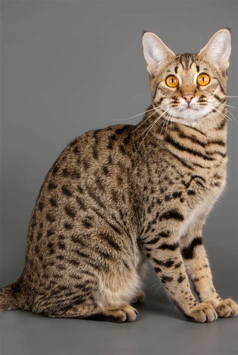 Check spelling or type a new query. A List of the Most Beautiful Large Cat Breeds | Large cat ...