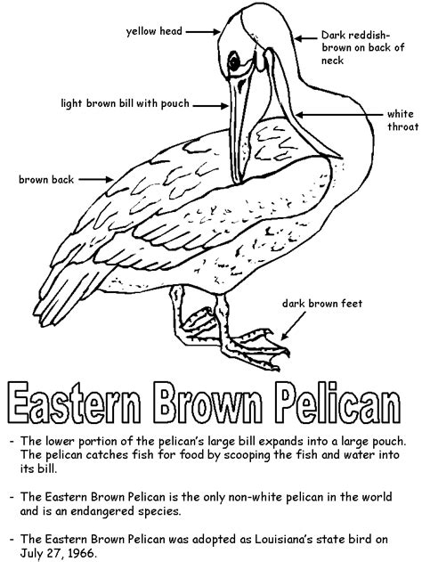 Eastern Brown Pelican With Labels
