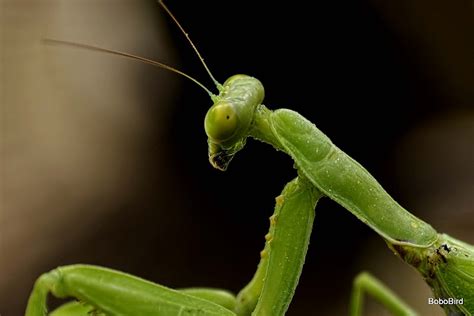 Praying Mantises Are The Masters Of Homeostasis Adopt And Shop