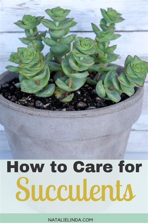 Succulents Are Hardy Plants But They Need To Be Provided With The Right