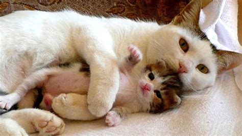 Mama Cat Takes Care Baby Kitten Compilation - YouTube