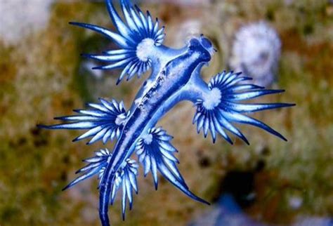 Dragón Azul La Venenosa Y Rara Criatura Que Apareció En Una Playa La Fm