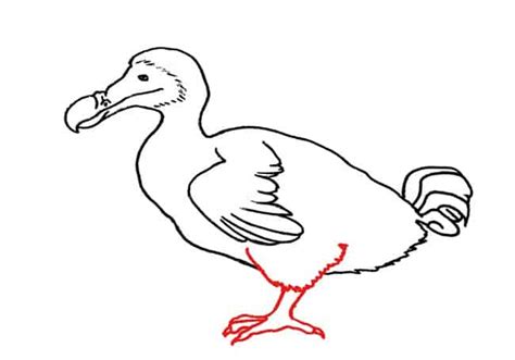 How To Draw A Dodo Step By Step Part 3 Easy Animals 2 Draw
