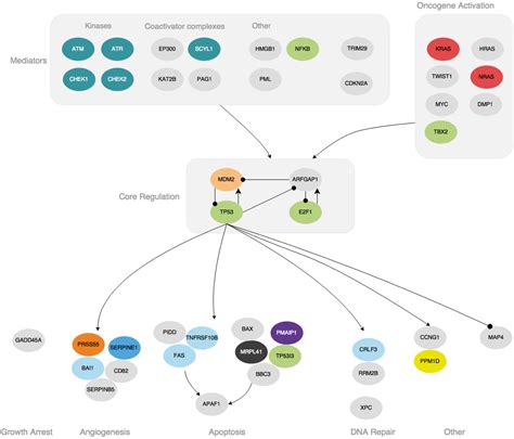 pathways p53 signaling antibodies