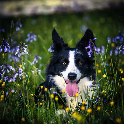 17 Best Images About Border Collie Mix On Pinterest