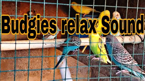 Video10my Budgies Sound Is Relaxable Youtube