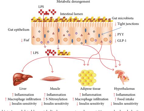 Figure 1 From Influence Of Gut Microbiota On Subclinical Inflammation