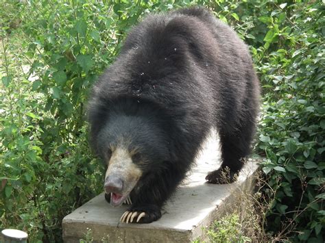 Common Sloth Bear Bear Conservation