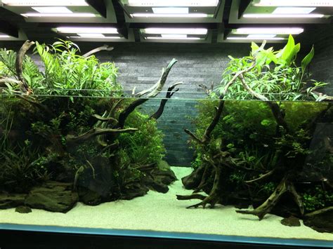 The ada aquarium used for this aquascape is an uncommon type that is only found at the ada gallery and it's not for sale. #nature aquarium #takashi amano #すみだ水族館 #sumida aquarium # ...