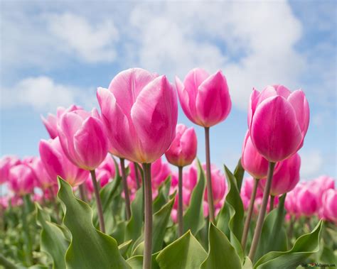 A Field Of Gorgeous Pink Tulips 4k Wallpaper Download