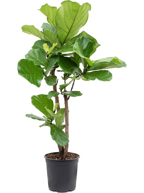 Ficus Lyrata Fiddle Leaf Fig Plant Store