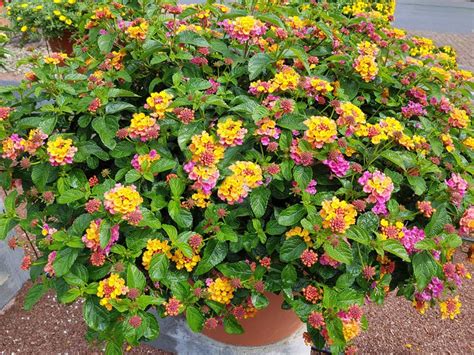 Thank you for sharing, and i would love to know how that goes for you. Lantana - How to Grow and Care for Lantana Plants | Garden ...