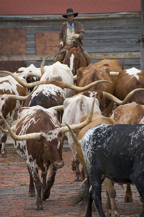 Longhorns By Robert Wyatt Longhorn Cattle Rodeo Cowboys Cowboy Ranch