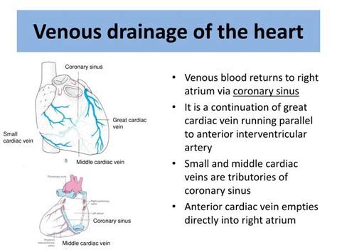 They eventually coalesce to form the coronary sinus, which drains indirectly into the right atrium. PPT - The Heart PowerPoint Presentation - ID:6299761