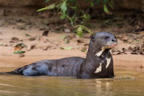 7 fascinating facts about giant otters discover wildlife