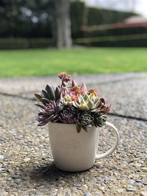 My Morning Cup Of Coffeeyours Rsucculents