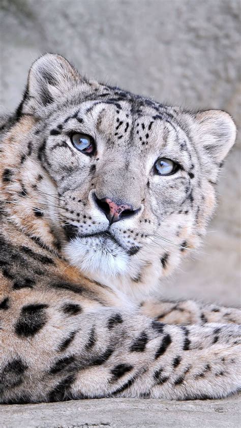 Download Wallpaper 938x1668 Snow Leopard Face Eyes Mottled Iphone 8
