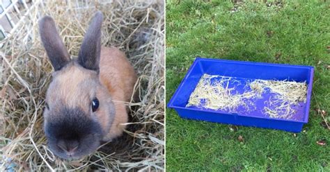 Baby Rabbit Dumped In Freezing Field Was Unwanted Christmas Present