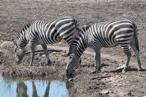 Zebras At Watering Hole Free Stock Photo Public Domain Pictures
