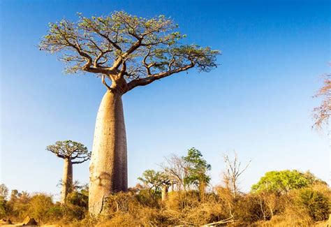 The Baobab Tree Africa S Iconic Tree Of Life