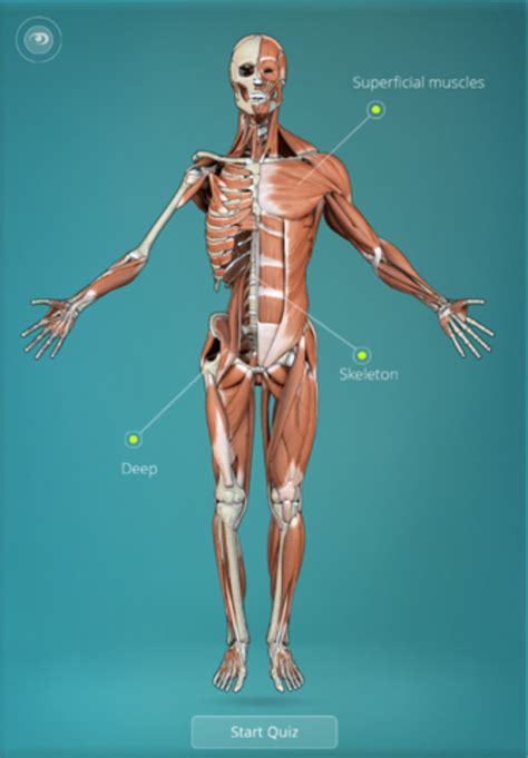 Anatomy Quiz Muscles And Bones For Iphone Download