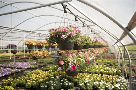 Best Plants To Grow In A Greenhousepage Sep Sitename