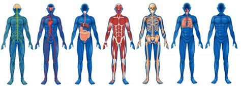 Health Care Human Body Care Anatomical Terms