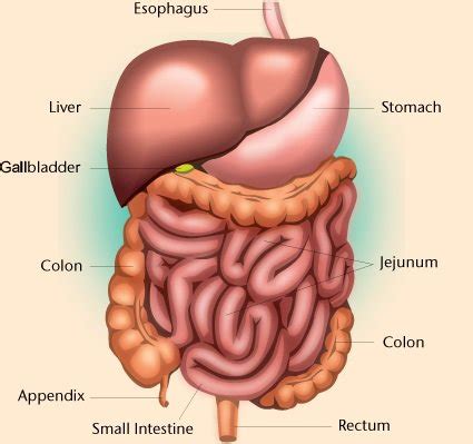 Gallstones, appendicitis, cholecystitis, ascites, and more! abdominal cavity - Liberal Dictionary
