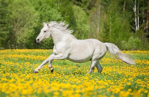 Beautiful White Horse Running Wall Decal