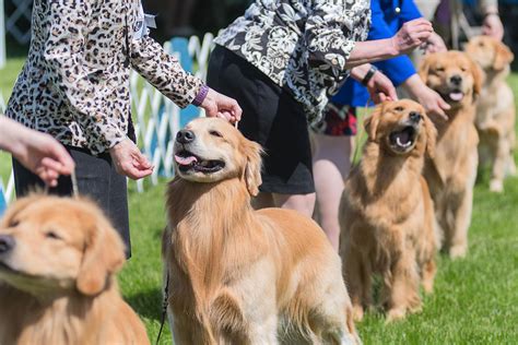 Kennel Clubs Annual Show Puts 750 Dogs On Display Local News